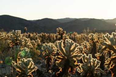 Güneş kaktüs ve parlak gökyüzünü aydınlatıyor. Joshua Tree Ulusal Parkı 'ndaki Cholla Catctus Bahçesi' nde.