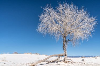 Güneşli bir günde White Sands Ulusal Parkı 'nda kumdan kök salan ağaç dalları.