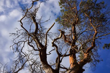 Düz kabuklu ağaç ve arkadaki mavi gökyüzü ve arka plandaki sarkık dallı çentikler.