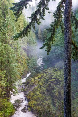 Nehirde akan beyaz su yeşil yosunlu kayalar ve sisli yeşil ağaçlar arasında, ön planda bir ağaç var.