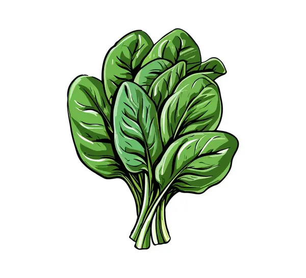 stock vector A hand-drawn vector illustration of a fresh bunch of spinach. Perfect for food packaging, menus, and organic product branding. Simple, natural, and fully scalable design.