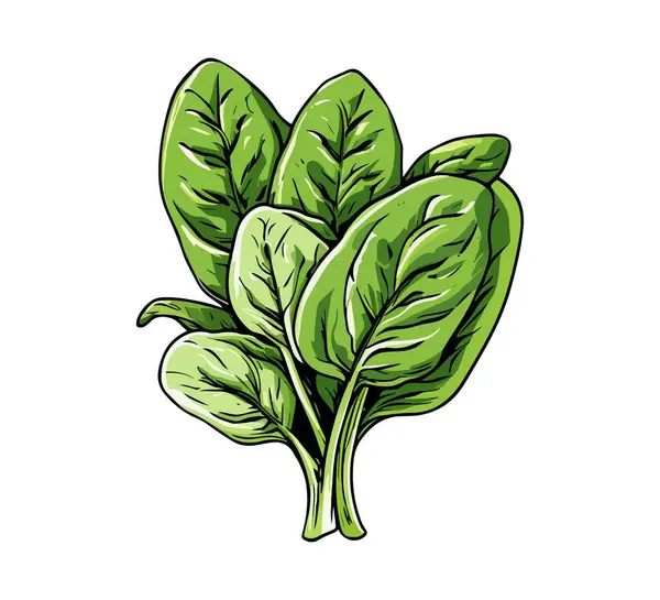 stock vector A hand-drawn vector illustration of a fresh bunch of spinach. Perfect for food packaging, menus, and organic product branding. Simple, natural, and fully scalable design.