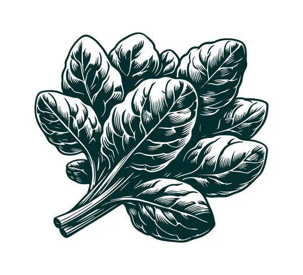 stock vector A hand-drawn vector illustration of a fresh bunch of spinach. Perfect for food packaging, menus, and organic product branding. Simple, natural, and fully scalable design.