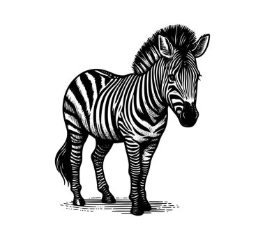 Klasik illüstrasyonla eşsiz bir stili harmanlayan bir zebra atının klasik el yapımı vektörü. Retro temalı tasarımlar, giyim ve sanat eserleri için ideal. Ölçeklenebilir ve ayrıntılı.