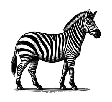 Klasik illüstrasyonla eşsiz bir stili harmanlayan bir zebra atının klasik el yapımı vektörü. Retro temalı tasarımlar, giyim ve sanat eserleri için ideal. Ölçeklenebilir ve ayrıntılı.