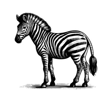 Klasik illüstrasyonla eşsiz bir stili harmanlayan bir zebra atının klasik el yapımı vektörü. Retro temalı tasarımlar, giyim ve sanat eserleri için ideal. Ölçeklenebilir ve ayrıntılı.