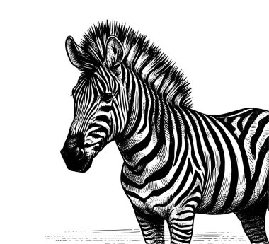 Klasik illüstrasyonla eşsiz bir stili harmanlayan bir zebra atının klasik el yapımı vektörü. Retro temalı tasarımlar, giyim ve sanat eserleri için ideal. Ölçeklenebilir ve ayrıntılı.