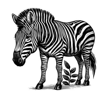 Klasik illüstrasyonla eşsiz bir stili harmanlayan bir zebra atının klasik el yapımı vektörü. Retro temalı tasarımlar, giyim ve sanat eserleri için ideal. Ölçeklenebilir ve ayrıntılı.