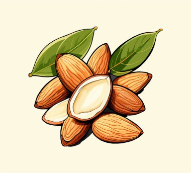 Almond hand drawn vector graphic asset