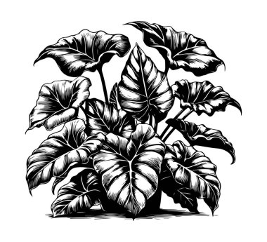 alocasia odora hand drawn illustration vector graphic asset clipart