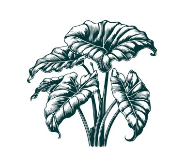 alocasia odora hand drawn illustration vector graphic asset clipart