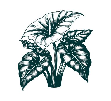 alocasia odora hand drawn illustration vector graphic asset clipart