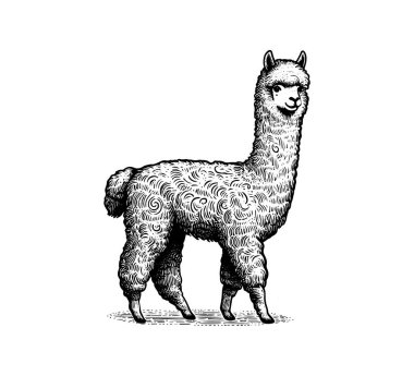 alpaca el çizimi illüstrasyon vektörü grafiği