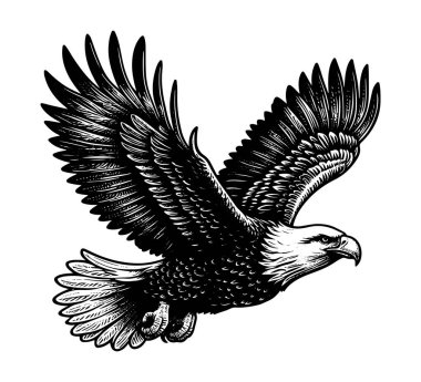 american bald eagle hand drawn vector vintage illustration clipart