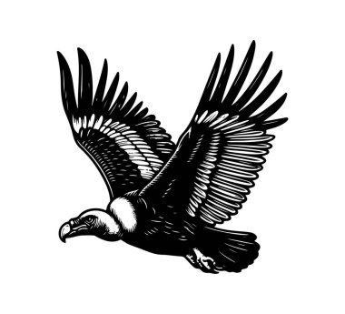 Andean Condor Hand Drawn Illustration vector graphic asset