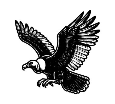 Andean Condor Hand Drawn Illustration vector graphic asset