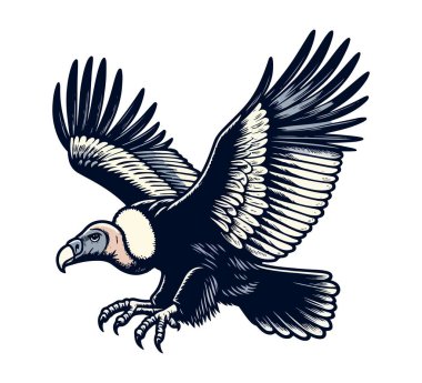 Andean Condor Hand Drawn Illustration vector graphic asset clipart