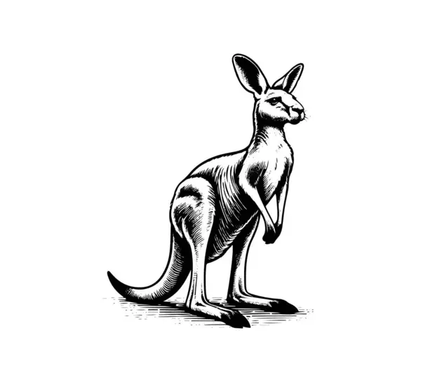 stock vector australian kangaroo vector hand drawn sketch