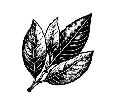 Bay Leaf elle çizilmiş vektör grafik varlığı