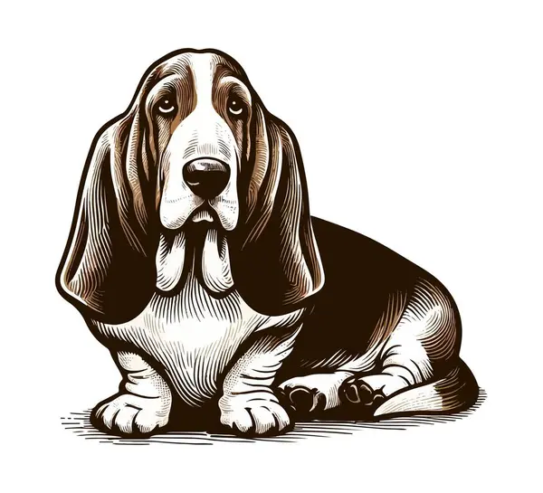 Basset av köpeği el çizimi vektör çizimi