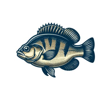  bluegill fish hand drawn vintage vector clipart