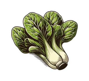 Bok choy hand drawn vector illustration graphic clipart