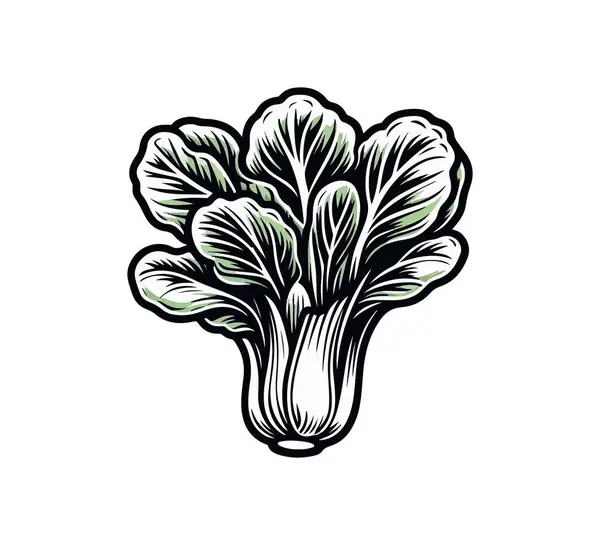 stock vector Bok choy hand drawn vector illustration graphic