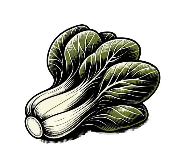 Stock vector Bok choy hand drawn vector illustration graphic