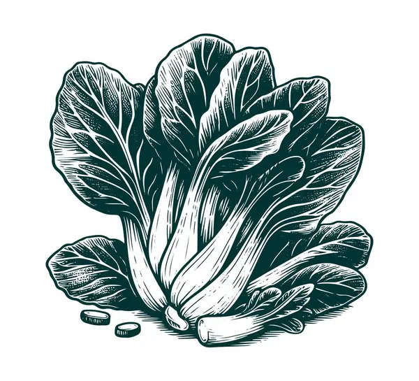 stock vector Bok choy hand drawn vector illustration graphic