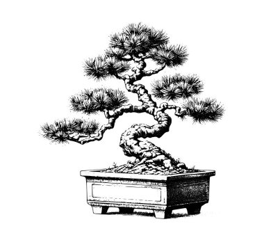 Bonsai Çam El çizim vektörü