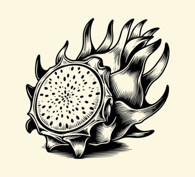 Dragon Fruit Hand çizim vektör grafik varlığı