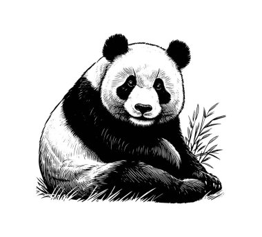 Giant Panda hand drawn illustration vector graphic clipart