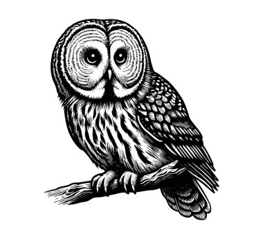 Great grey owl hand drawn vintage vector clipart