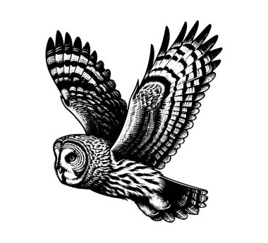 Great grey owl hand drawn vintage vector clipart