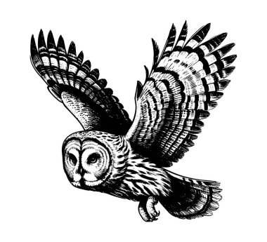 Great grey owl hand drawn vintage vector clipart