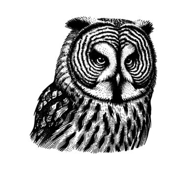 Great grey owl hand drawn vintage vector clipart