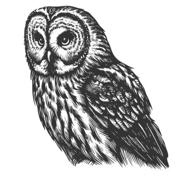 Great grey owl hand drawn vintage vector clipart