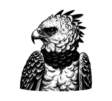 Harpy eagle hand drawn vintage vector clipart