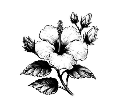 Hibiscus flower hand drawn vector isolated illustration style