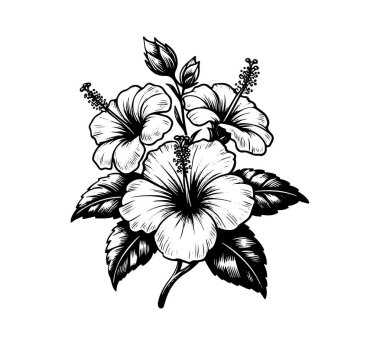 Hibiscus flower hand drawn vector isolated illustration style