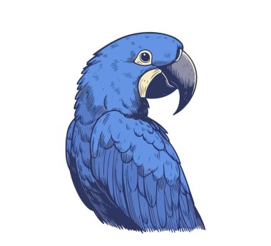 Hyacinth macaw kuşu eli vintage vektör çizdi