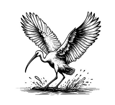 Ibis bird hand drawn vintage vector clipart