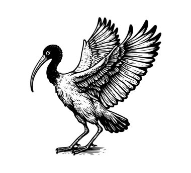 Ibis bird hand drawn vintage vector clipart