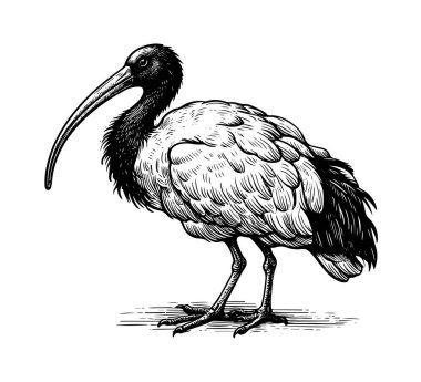 Ibis bird hand drawn vintage vector clipart