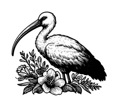 Ibis bird hand drawn vintage vector clipart