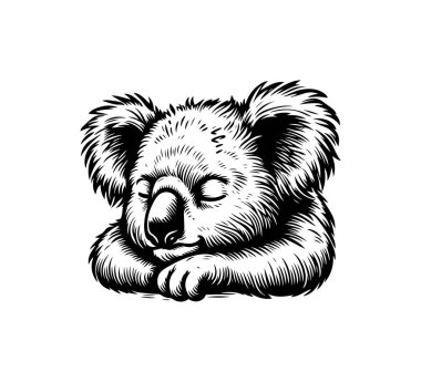 Koala hand drawn vector illustration isolated vintage clipart