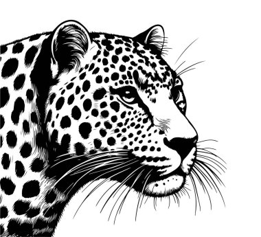 Leopard hand drawn illustration vector graphic clipart