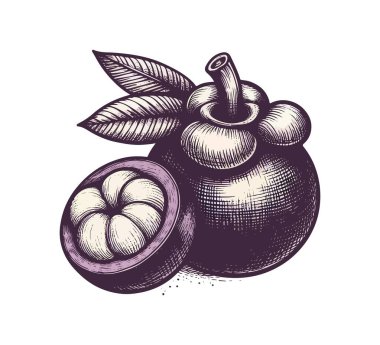 Mangosteen el çizimi vintage vektör