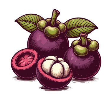 Mangosteen el çizimi vintage vektör