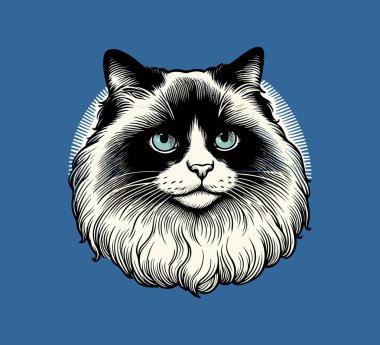 ragdoll cat hand drawn vector vintage clipart